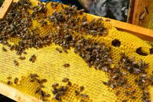 Bees are abuzz for Las Diez Rosas!