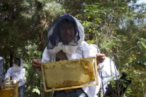 Juan holds a frame ready to be harvested