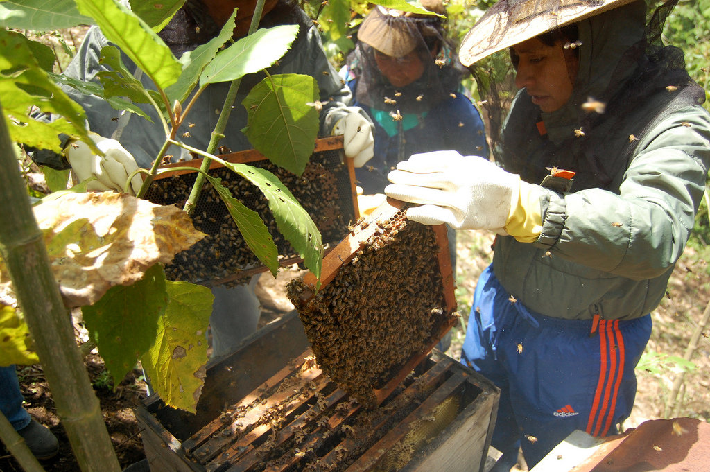 Support Sustainable Livelihoods in Rural Guatemala