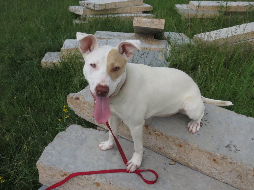 Pitbull Puppies Bad Rap Pitbull Rescue BadRap – HuggleHounds