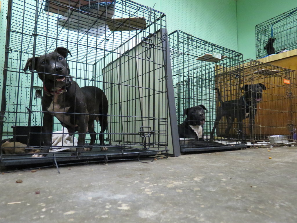 Praises for Pibbles GlobalGiving