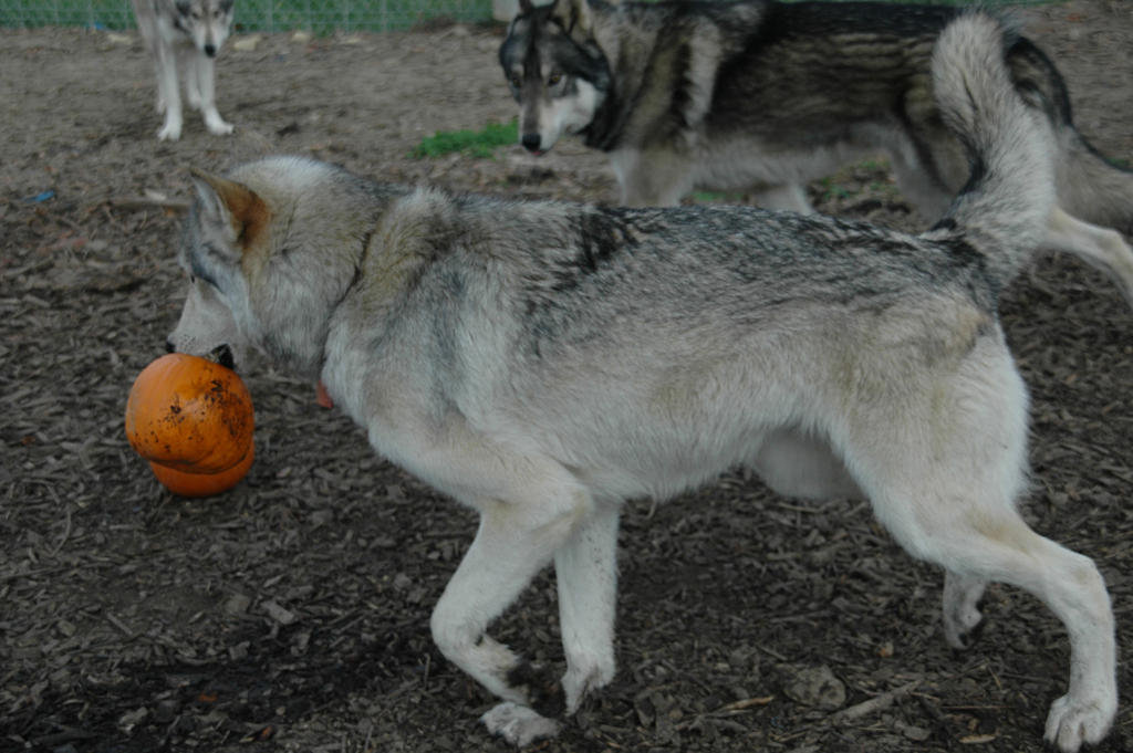 Wolf Help My Pack of Wolves Sanctuary needs your help! - GlobalGiving