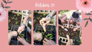 Growing Vegetables and Building Flower Beds