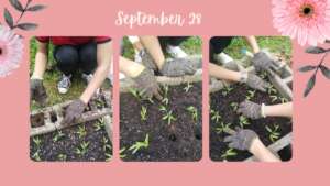 Growing Vegetables and Building Flower Beds