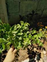 Harvest time!