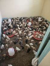 new chicks