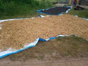 beans harvest