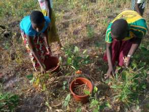 bean harvest 2