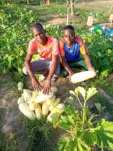Zucchini harvest