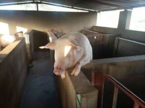 Pig in a hurry to get food