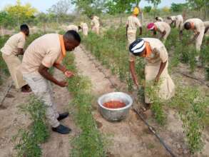 Lap students harvesting pepers