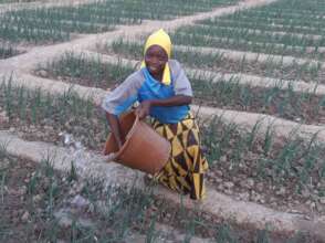watering onions