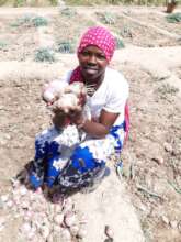 garden production