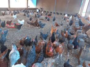 Chicken almost ready to be sold