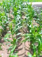 Corn field mid August