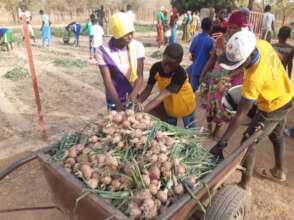 onions harvest