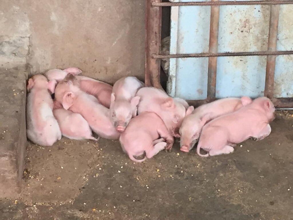 9 recently born piglets