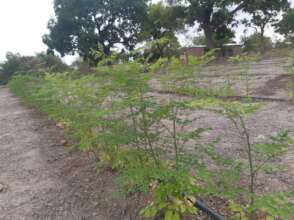 new moringa oliveira garden