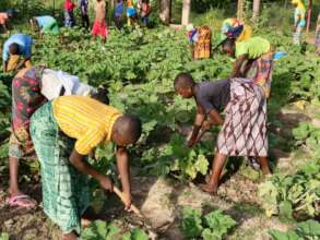 Studenst cleaning the eggplants garden