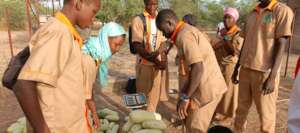 Weighing the harvest