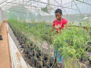 Tomatoes in the greenhouse