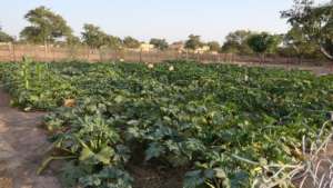 garden of the 5th year