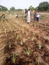 Pineapple plantation at the LAP