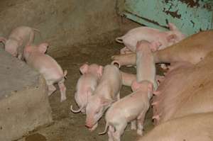 Seven new piglets born recently.