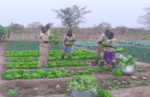 The gardens are doing very well.