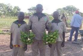 Harvest of bananas