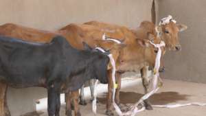 4 new cows just arrived