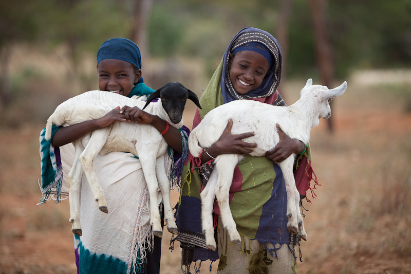 Buy a Camel, Help Combat Poverty