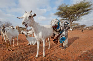 Habiba Milks a Goat