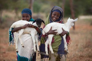 Sisters and their Sheep