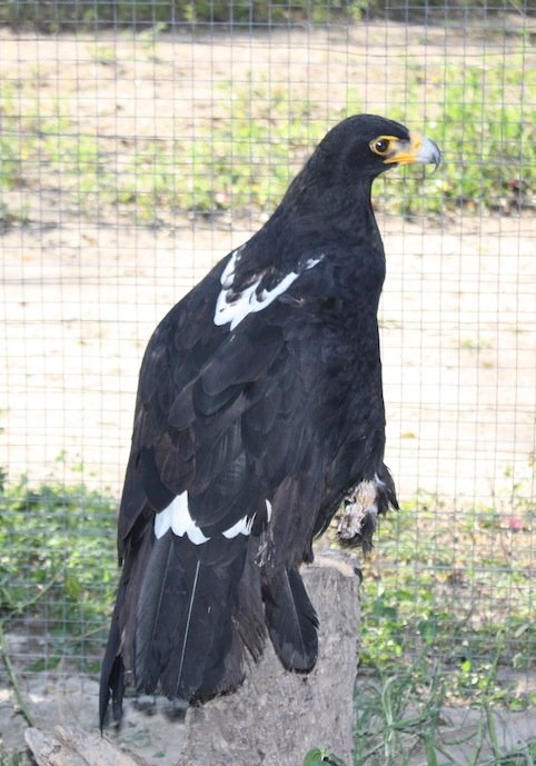 Provide food & care for our Verraux Eagle