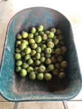 Apple harvest in Bentonville, Arkansas