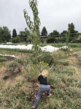 New orchard planted at Denver Green School