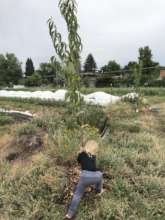 New orchard planted at Denver Green School