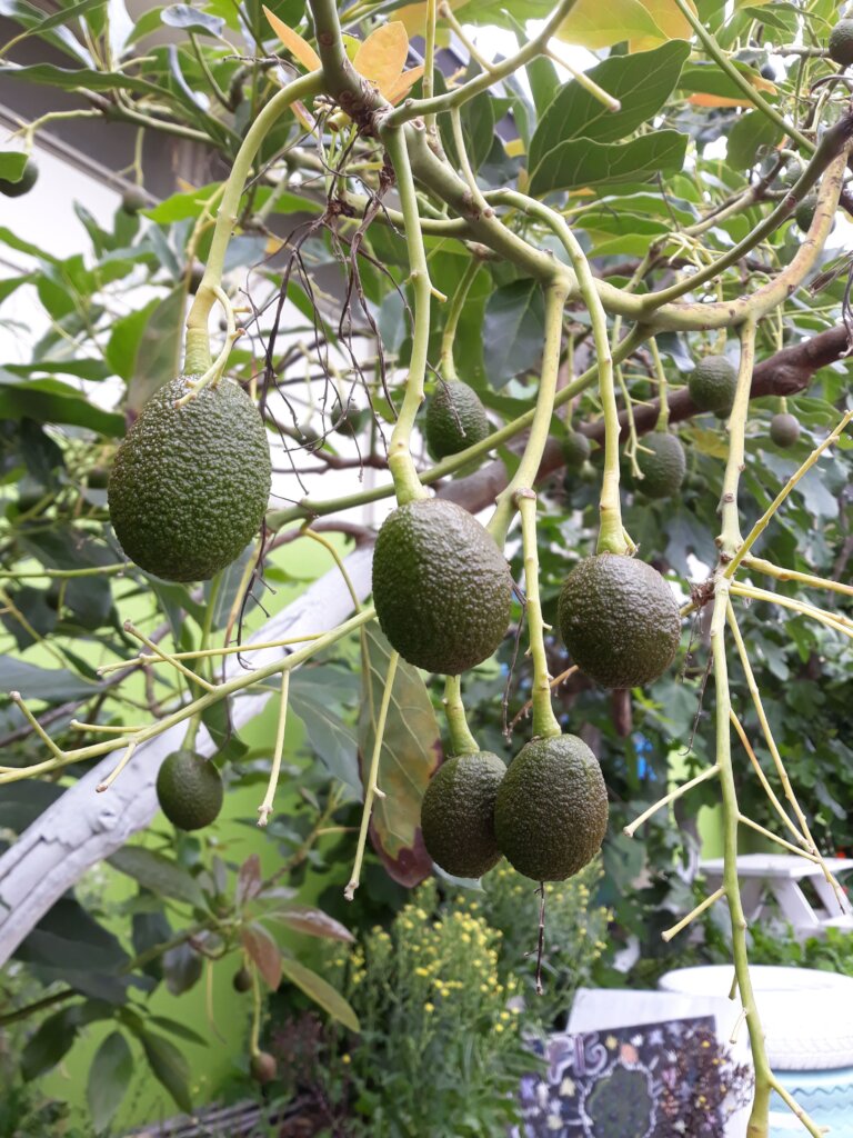 2021 mature avocados at a school in Los Angeles