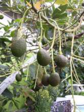 2021 mature avocados at a school in Los Angeles