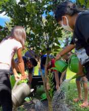 Students at Kohala Elementary watering a tree