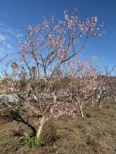 A thriving orchard planted in California in 2009