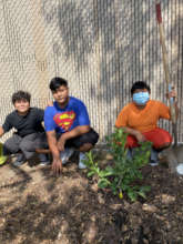 Students planting a citrus tree in Los Angeles