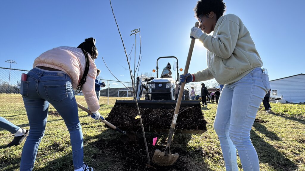 Orchard planting at Jackson, Mississippi in May