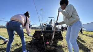 Orchard planting at Jackson, Mississippi in May