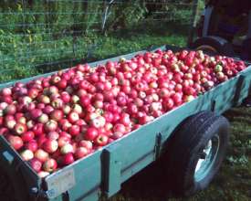 335 pounds of harvest for the local food bank!
