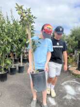 Orchard planting in San Diego in May 2025