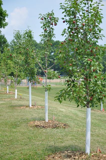 Planting orchards for schoolchildren worldwide