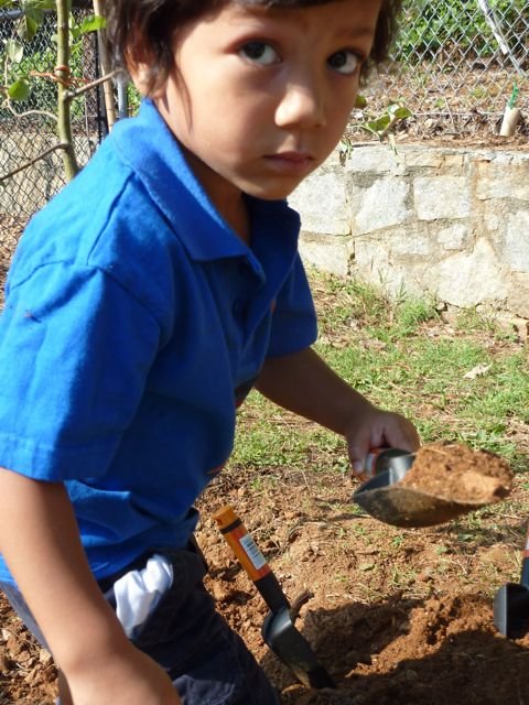 Planting orchards for schoolchildren worldwide