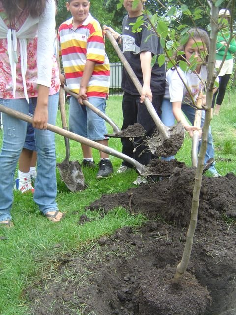 Planting orchards for schoolchildren worldwide